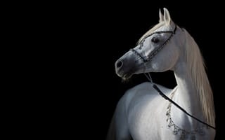 Картинка арабский, лошадь, контраст, тёмный, грация, свет, конь