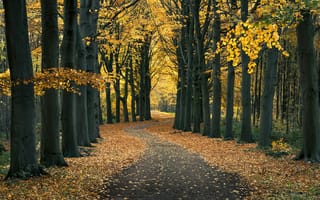 Картинка дорога, Ворсхотен, листья, деревья, осень, листва, Landgoed De Horsten, Netherlands, лес, Voorschoten, Нидерланды
