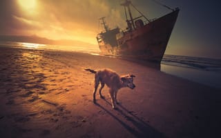 Картинка корабль, собака, закат, море