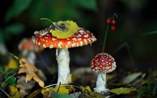 Картинка грибы, лес, осень, природа, листья, мухомор