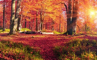 Картинка осень, лес, солнце, деревья, трава, Украина, Закарпатье, листья