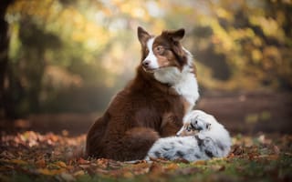 Картинка щенок, листья, собаки, Бордер-колли, осень, боке, листва, Австралийская овчарка