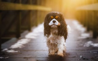 Картинка Кавалер кинг-чарльз-спаниель, пёсик, собака, взгляд, мокрый