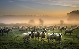 Картинка поле, туман, овцы