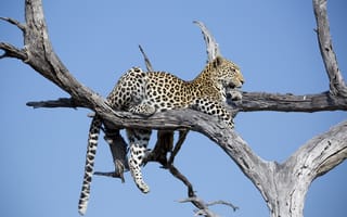Обои отдых, леопард, на дереве, Африка, хищник, дикая кошка, лежит