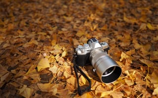 Картинка листья, Olympus OM-D, осень, фотоаппарат