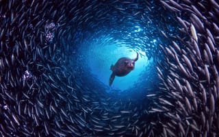 Картинка Галапагосские острова, Галапагосский морской лев, Санта-Крус, остров, рыба
