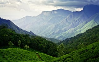 Картинка горы, Индия, чайные плантации, небо, Муннар
