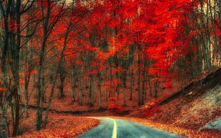 Картинка природа, дорога, деревья, время года, листва, осень