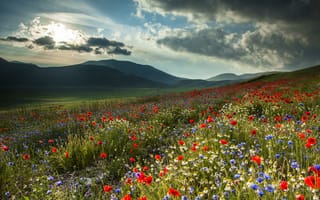 Картинка горы, поле, природа, цветы