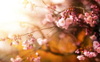 Картинка сакура, дерево, вишня, цветы, весна