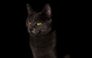 Обои кот, черный фон, black, cat, кошка