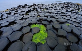 Картинка GB, море, Northern Ireland, северная ирландия, водоросли, дамба, Antrim