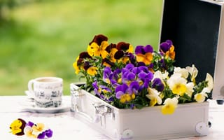 Картинка цветы, фиалки, чашка, кейс, стол