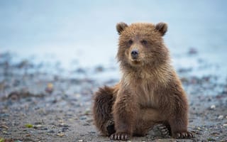 Картинка Аляска, медвежонок, мишка