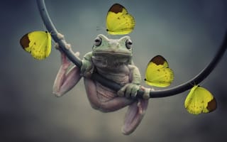 Картинка лягушка, бабочки, Photoshop