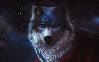 Картинка Собака, ночь, небо, красный шарф
