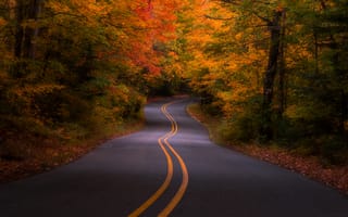 Картинка США, деревья, Michigan, лес, осень, дорога