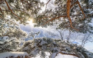 Картинка холод, снег, солнце, морозное утро, зима, мороз, дерево, Алтай