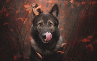 Картинка осень, Немецкая овчарка, язык, морда, собака, ветки, взгляд