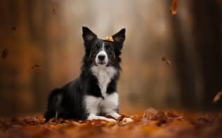 Картинка осень, листья, листва, Бордер-колли, собака, боке