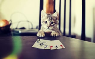Картинка Котик, Лапы, Покер, Poker, Карты, Кот, Cat
