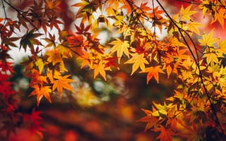 Картинка листья, ветки, осень