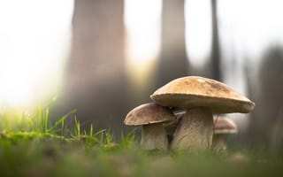 Картинка трава, Белый гриб, лес, грибы, природа