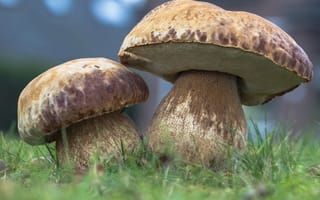 Обои грибы, осень, Белый гриб, природа, лес, трава