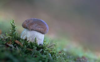 Картинка природа, мох, осень, лес, Белый гриб