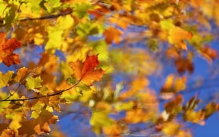 Обои осень, природа, листья