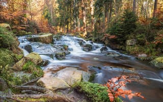 Картинка камни, солнце, кусты, Selkefall, Германия, ручей, лес, мох, деревья, трава, осень