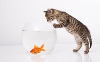 Картинка кошка, золотая рыбка, котёнок, белый фон, аквариум, кот