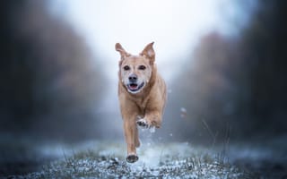 Картинка снег, прогулка, собака, бег, боке