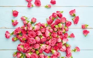 Картинка цветы, розы, pink, roses, flowers, розовые, бутоны, wood