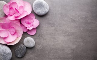 Картинка цветы, flowers, розовые, zen, stones, spa, камни, pink