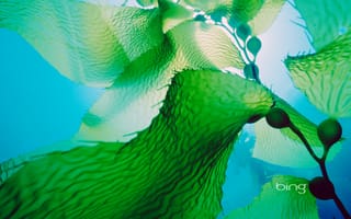 Картинка море, листья, водоросли, океан, растение, вода