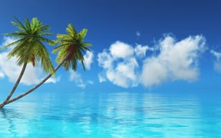Обои море, тропики, пальма