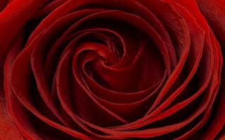 Картинка роза, красная, лепестки, макро