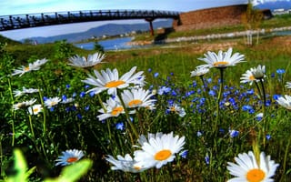 Картинка небо, лепестки, цветы, трава, мост, ромашки, река, природа