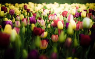 Картинка Тюльпаны, цветы, поле, бутоны