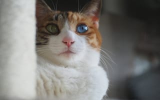 Картинка кошка, мордочка, взгляд