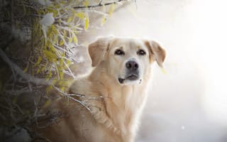 Картинка собака, Золотистый ретривер, ветки, иней, взгляд, морда, Голден ретривер