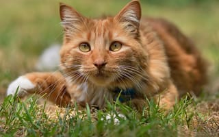 Картинка кошка, мордочка, трава, взгляд, рыжая