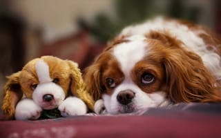 Картинка собака, мордочка, игрушка, взгляд, щенок