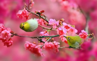 Картинка природа, Японский белый глаз, сакура, цветы, розовые, вишня, Птицы, ветки