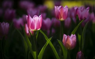 Картинка цветы, клумба, весна, тюльпаны, розовые