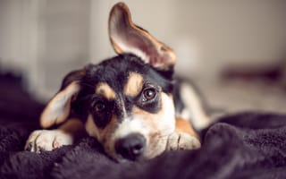 Картинка собака, взгляд, уши