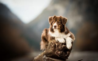 Картинка собака, Австралийская овчарка, коряга, Аусси, боке