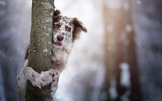 Картинка собака, Бордер-колли, дерево, ствол, взгляд, боке
